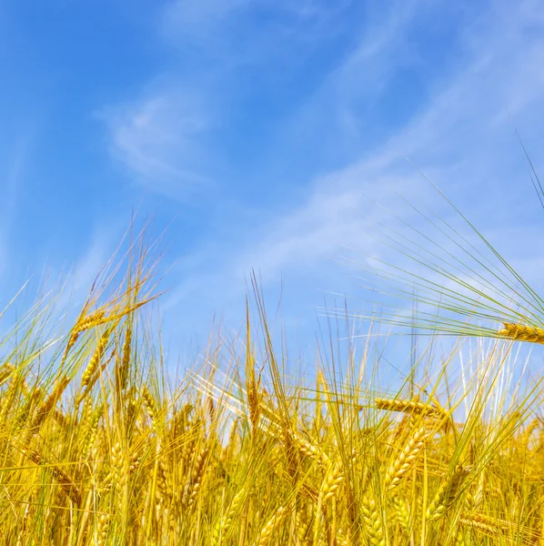 Campo de milho dourado sob o céu azul — Fotografia de Stock