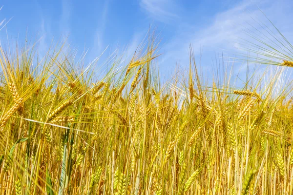 Gouden maïsveld onder de blauwe hemel — Stockfoto