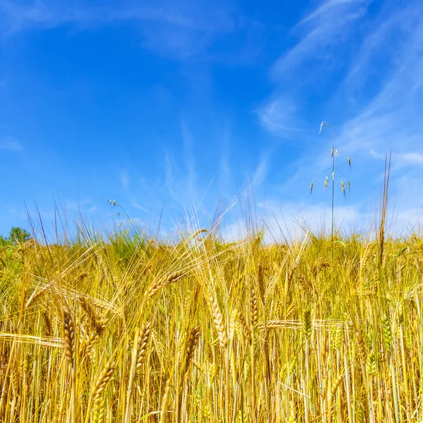 Goldenes Maisfeld unter blauem Himmel — Stockfoto