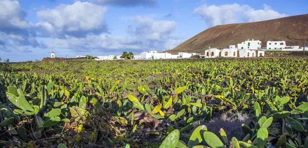 Зеленый кактус поле с деревней на заднем плане — стоковое фото