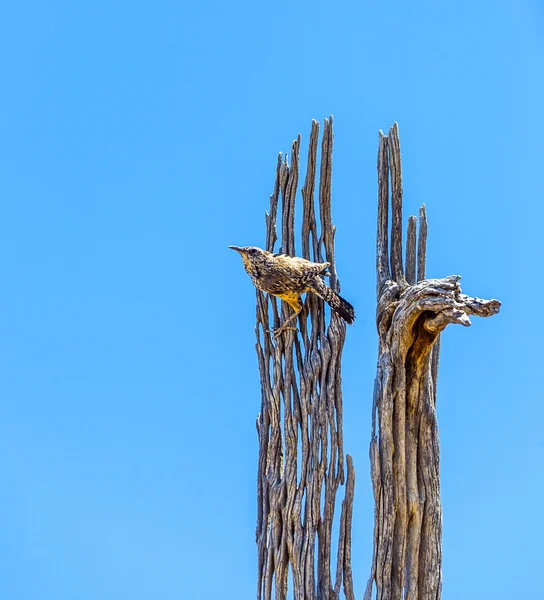 Vogel zittend op een oude dode boom — Stockfoto