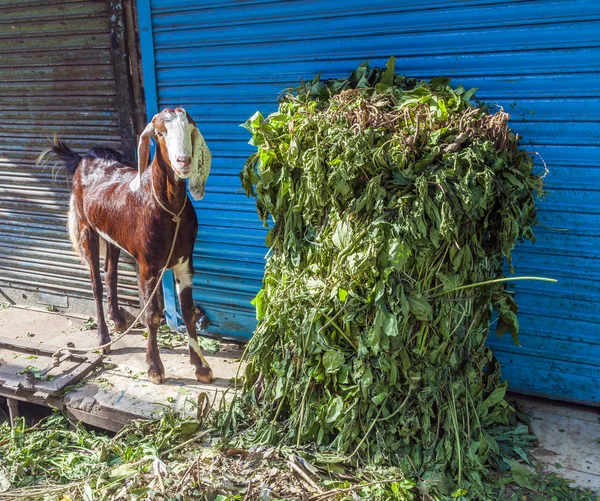 Chèvre cherche quelque chose à manger dans la rue du bazar du vieux Delh — Photo