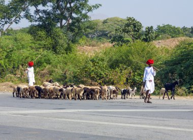 geleneksel renkli kırmızı tu giyen rajasthani aşiret goatherd