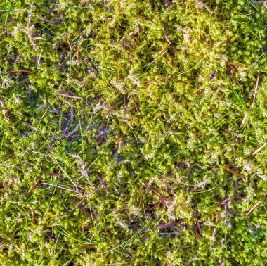 Yeşil yosun arkaplanı