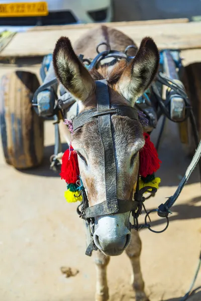 Burro con carro —  Fotos de Stock