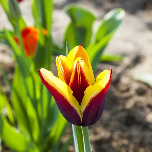 Lente veld met bloeiende tulpen — Stockfoto