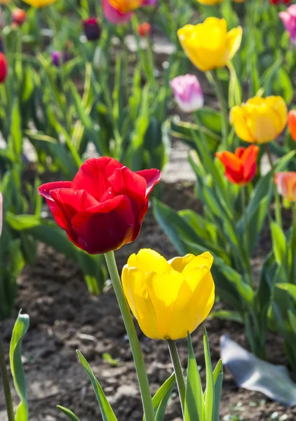 Lente veld met bloeiende tulpen — Stockfoto