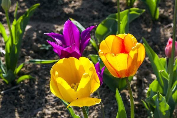 Весеннее поле с цветущими тюльпанами — стоковое фото