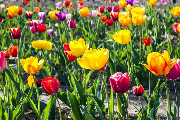 Spring field with blooming tulips — Stock Photo, Image