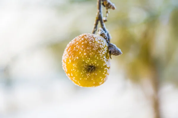 사과 나무의 분 지에서 냉동된 사과 — 스톡 사진