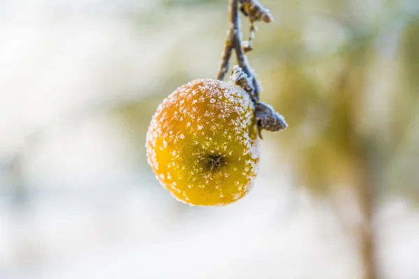 Frozen apples at the branch of the apple tree — Stock Photo, Image