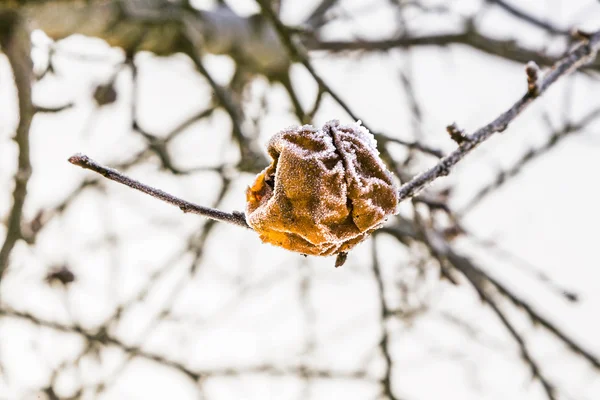 Bevroren appels op de tak van de appelboom — Stockfoto