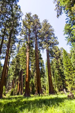 uzun ve büyük SEQUOIAS güzel sequoia national Park