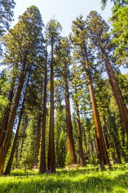 uzun ve büyük SEQUOIAS güzel sequoia national Park