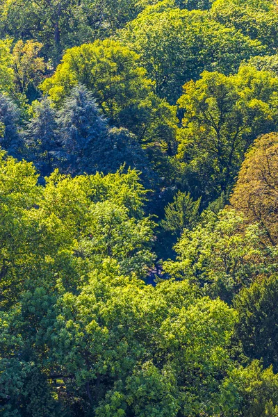 Skogen seamless mönster från ovan从上述森林无缝模式. — Stockfoto