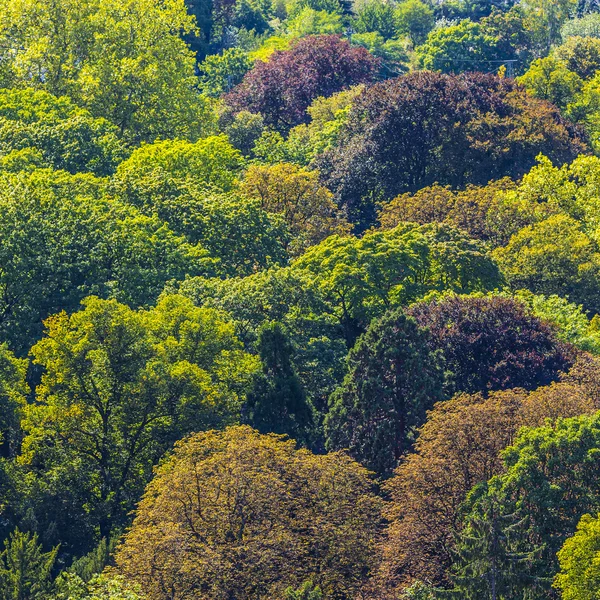 上から森のシームレスなパターン. — ストック写真