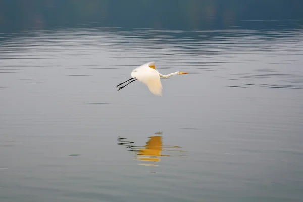 Cigüeña volando en el lago Man Sagar. Jaipur, Rajastán, India . —  Fotos de Stock