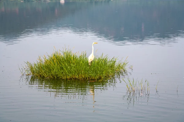 Cegonha na grama no lago Man Sagar. Jaipur, Rajasthan, Índia . — Fotografia de Stock