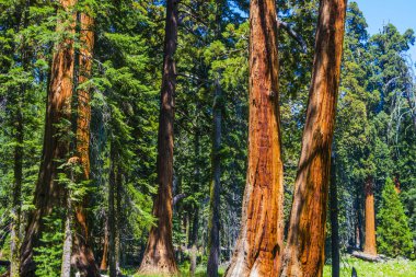 büyük Sekoya ağaçları dev Köyü ar sequoia Ulusal Parkı