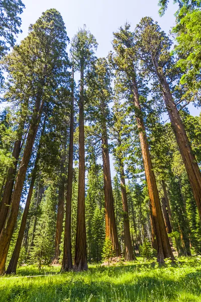 Grandi alberi di sequoia nel parco nazionale di Sequoia vicino al villaggio gigante ar — Foto Stock