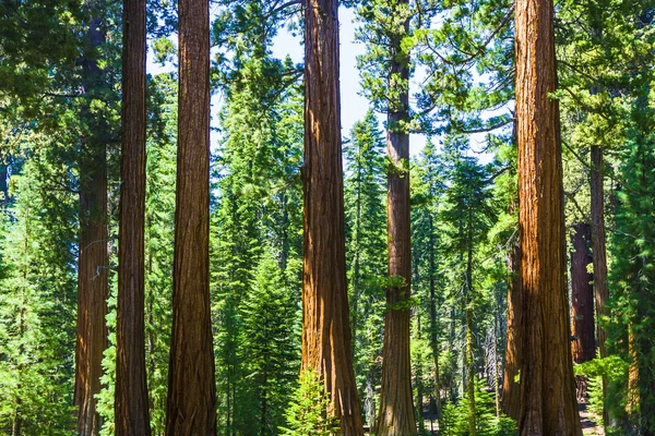 Grote sequoia bomen in sequoia national park in de buurt van reus dorp ar — Stockfoto