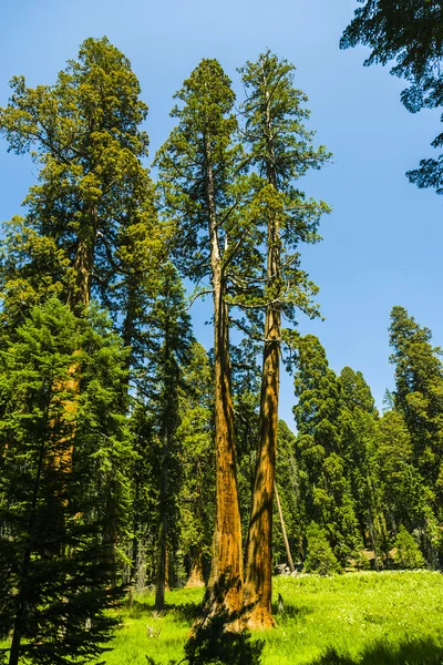 Grandes árboles de secuoya en el Parque Nacional Sequoia cerca de Giant pueblo ar —  Fotos de Stock