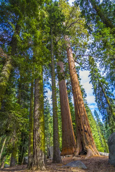 Velké sekvojovce v parku sequoia national park v blízkosti obří vesnice oblasti — Stock fotografie
