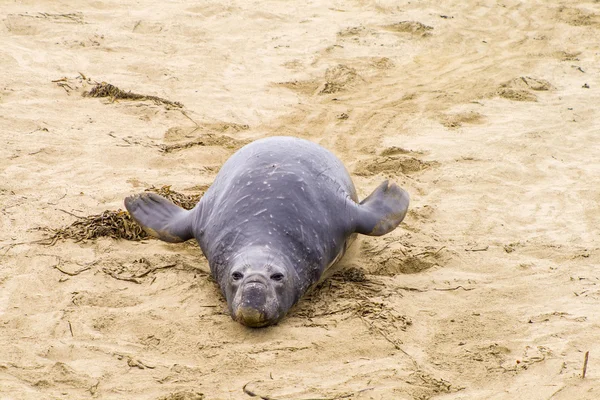 浜の海のライオンズ — ストック写真