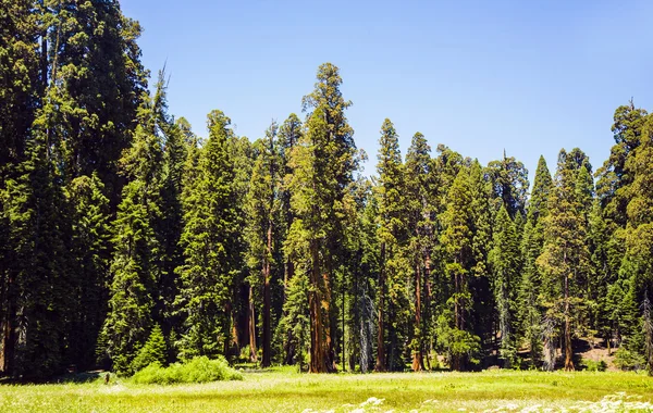 Árboles altos y grandes sequoia — Foto de Stock