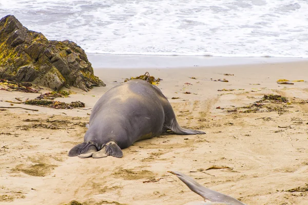 Zeeleeuwen op het strand — Stockfoto