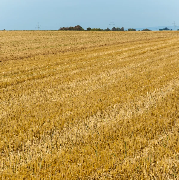 Acres after harvest are looking golden in the sun with blue sky — Stock Photo, Image