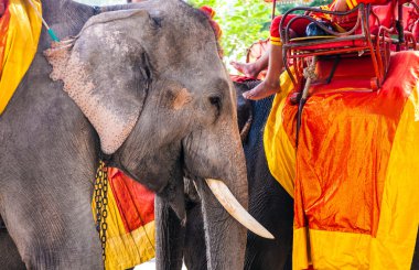 turist filleri ajutthaya eski kesiminde rides