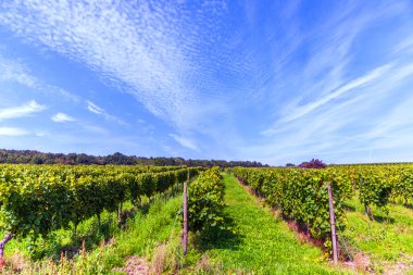 bağ içinde güzel tecavüz