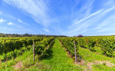 bağ içinde güzel tecavüz