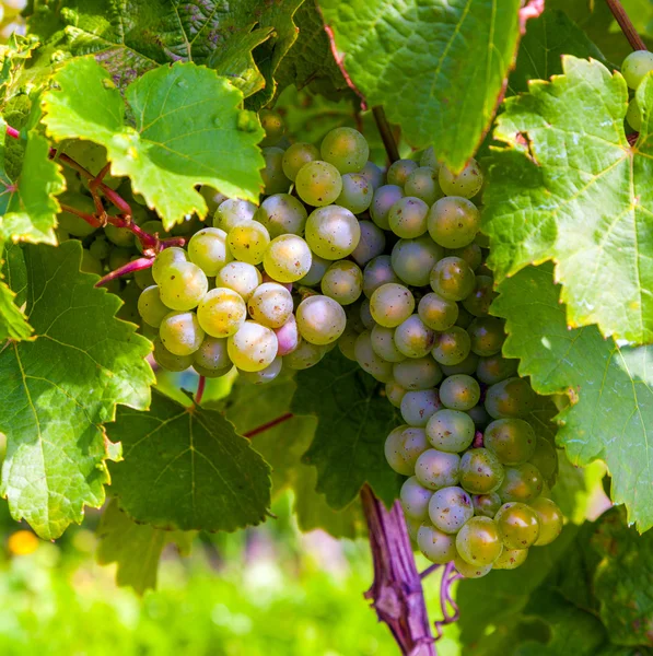 Beautiful rapes in the vineyard — Stock Photo, Image