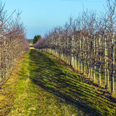 Kışın elma bahçesi
