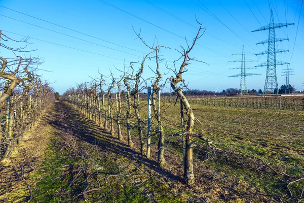 Apfelgarten im Winter — Stockfoto