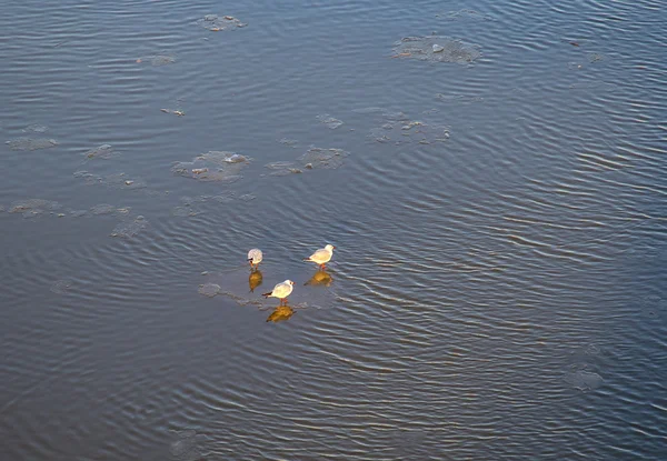 Ice floes on the river Main with pigeon, texture — Stock Photo, Image