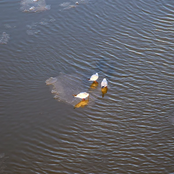 ハトは、テクスチャを持つ主要な川の流氷 — ストック写真