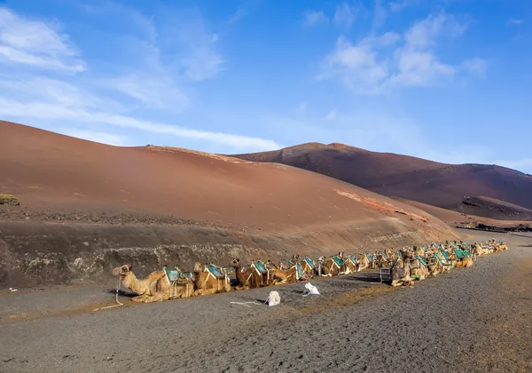 Camellos en el Parque Nacional de Lanzarote — Foto de Stock