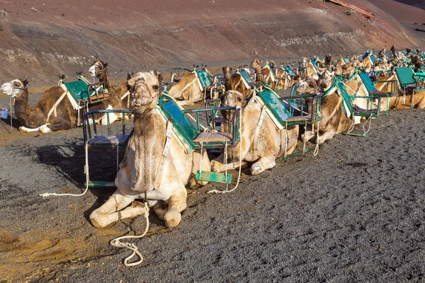 Camels in the national park in Lanzarote — Stock Photo, Image