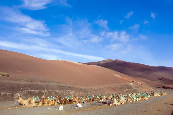 Cammelli nel parco nazionale di Lanzarote — Foto Stock