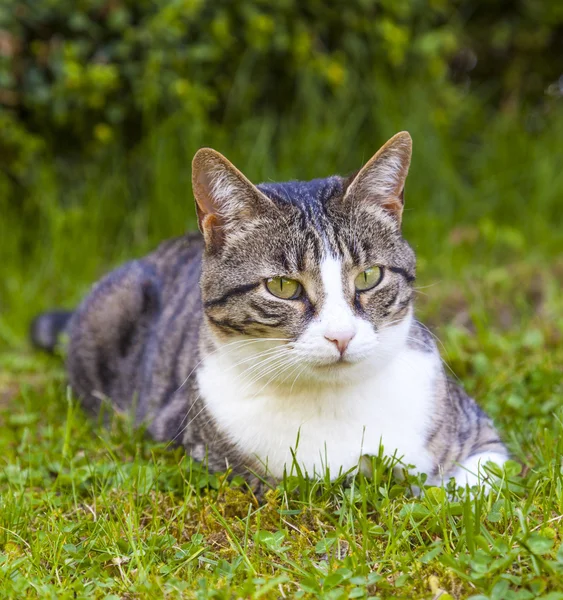 Bonito gato relaxante no jardim — Fotografia de Stock