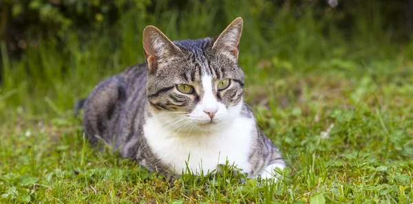 Bahçedeki rahatlatıcı sevimli kedi — Stok fotoğraf