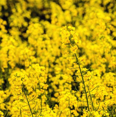 desen sarı tecavüz alan