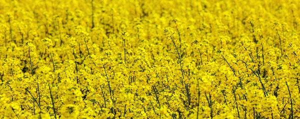 Pattern of yellow rape field — Stock Photo, Image