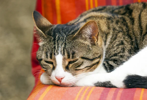 Lindo gato durmiendo en un sofá — Foto de Stock