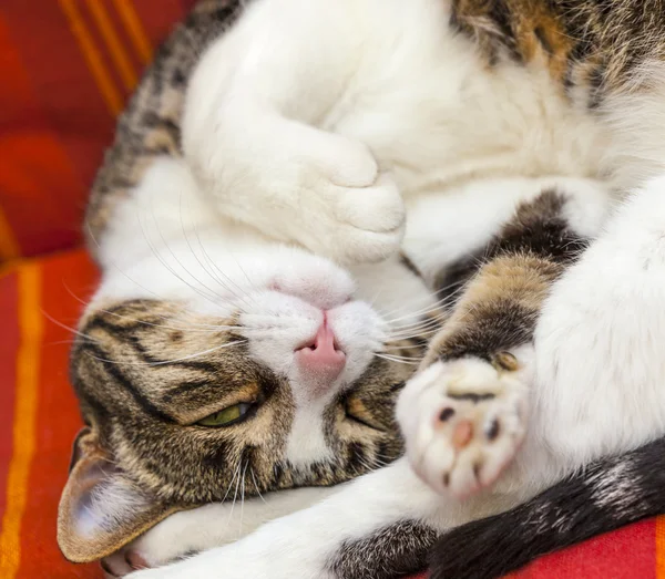 Cute cat sleeping on a couch — Stock Photo, Image
