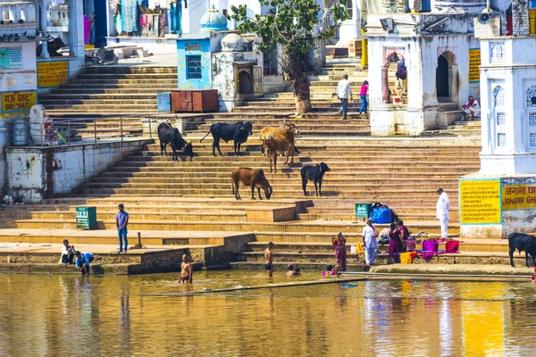При мытье ритуала в святом озере в Пушкаре, Индия . — стоковое фото