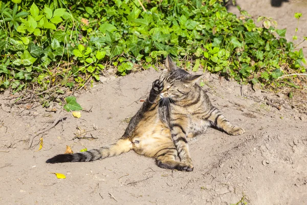 花园里可爱的猫 — 图库照片